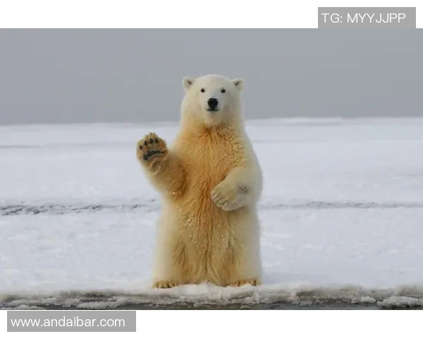 灰熊栖息地的生态变迁与保护现状探析：挑战与机遇并存